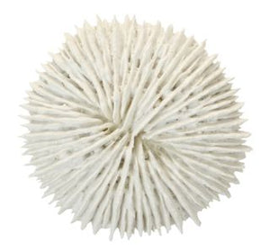 White Poly Coral - Assorted