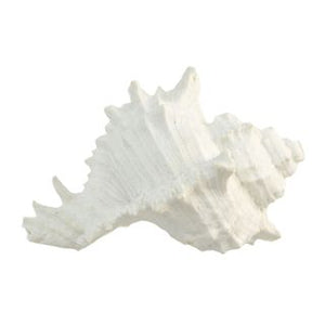 White Poly Sea Snail Shell - 10x6x7cm