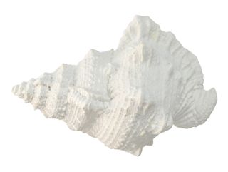 White Poly Sea Snail Shell - 20x11x13cm